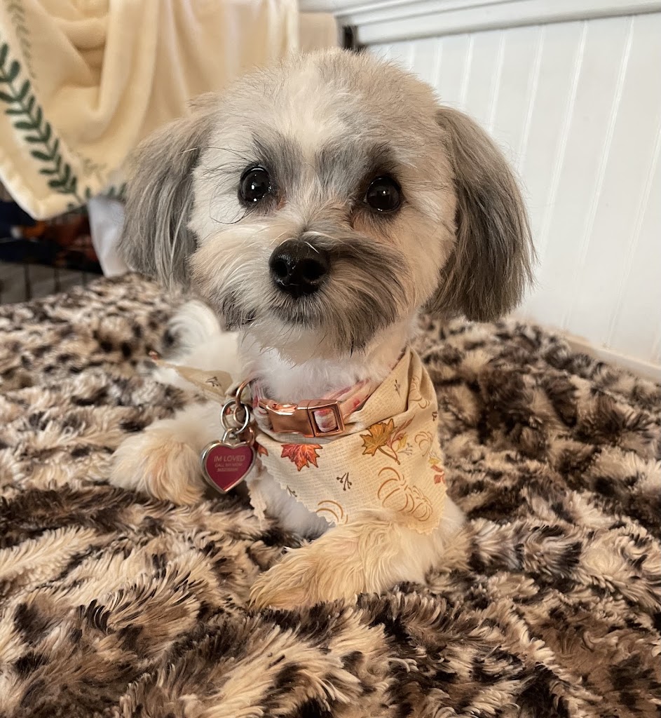 Pet Perfect Grooming in Pleasant Grove