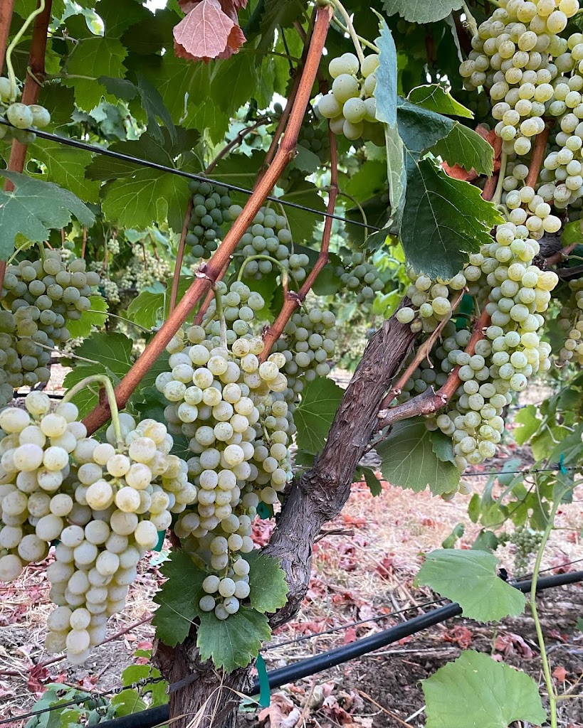 Vineyard