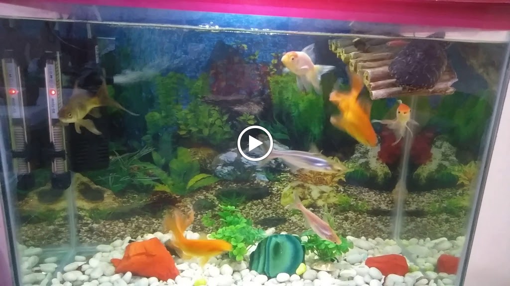 Videos