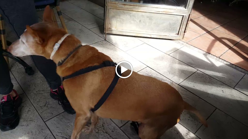 Forn Ca Na Teresa Marratxi — Videos