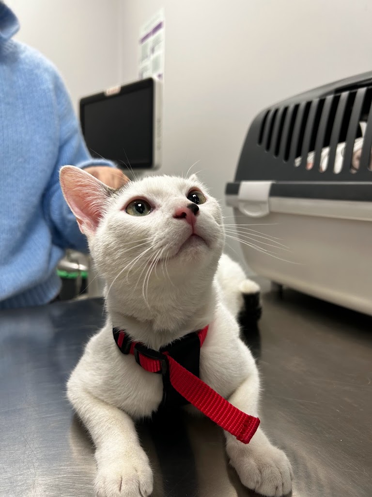 Clinica veterinaria plaza de Italia — Gato