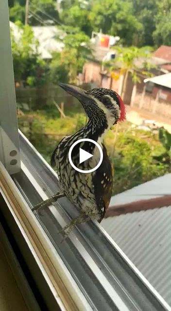 Videos