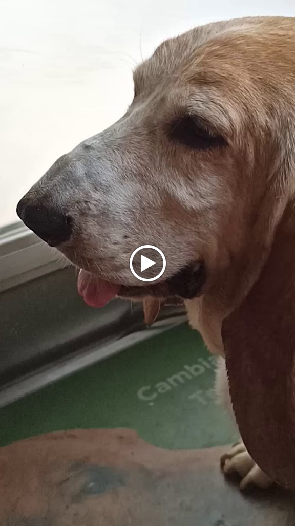 Sanidad Veterinaria — Videos