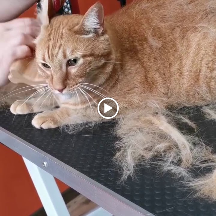 Gato