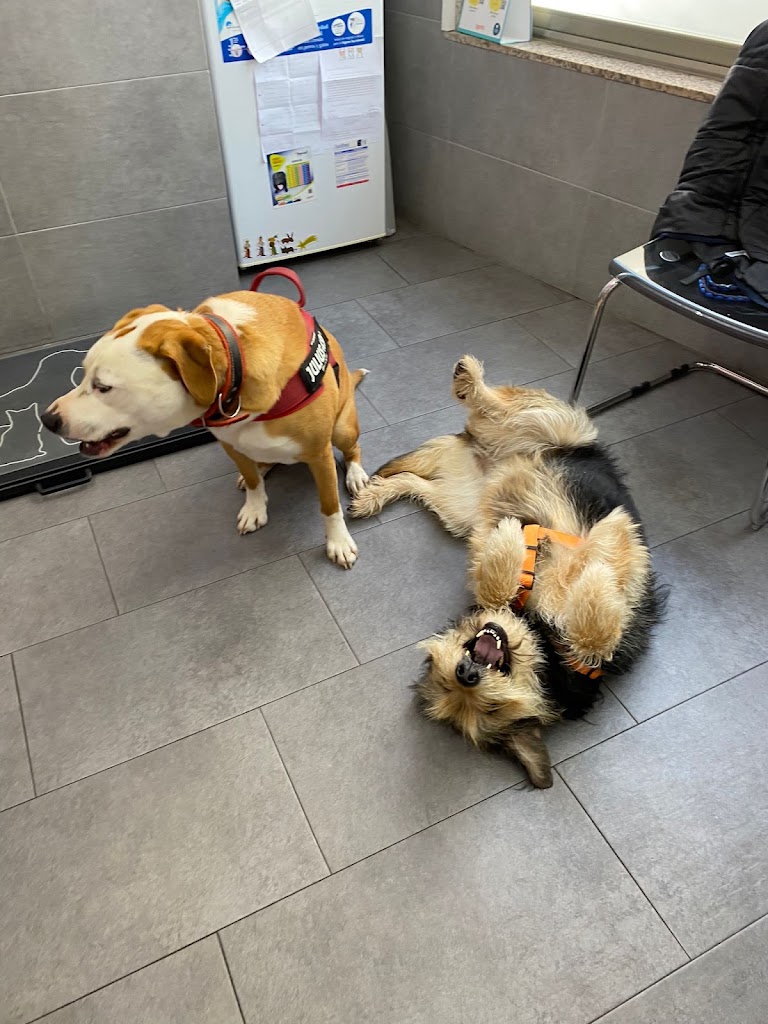 Clinica Veterinaria Catro Patas — Perro