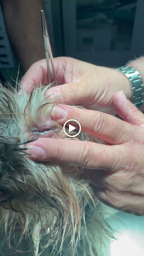Centro Veterinario Amigo's — Del propietario