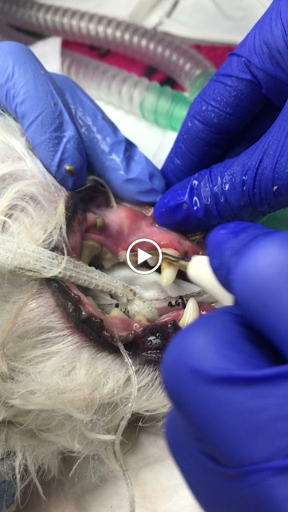 Centro Veterinario Ohana — Videos