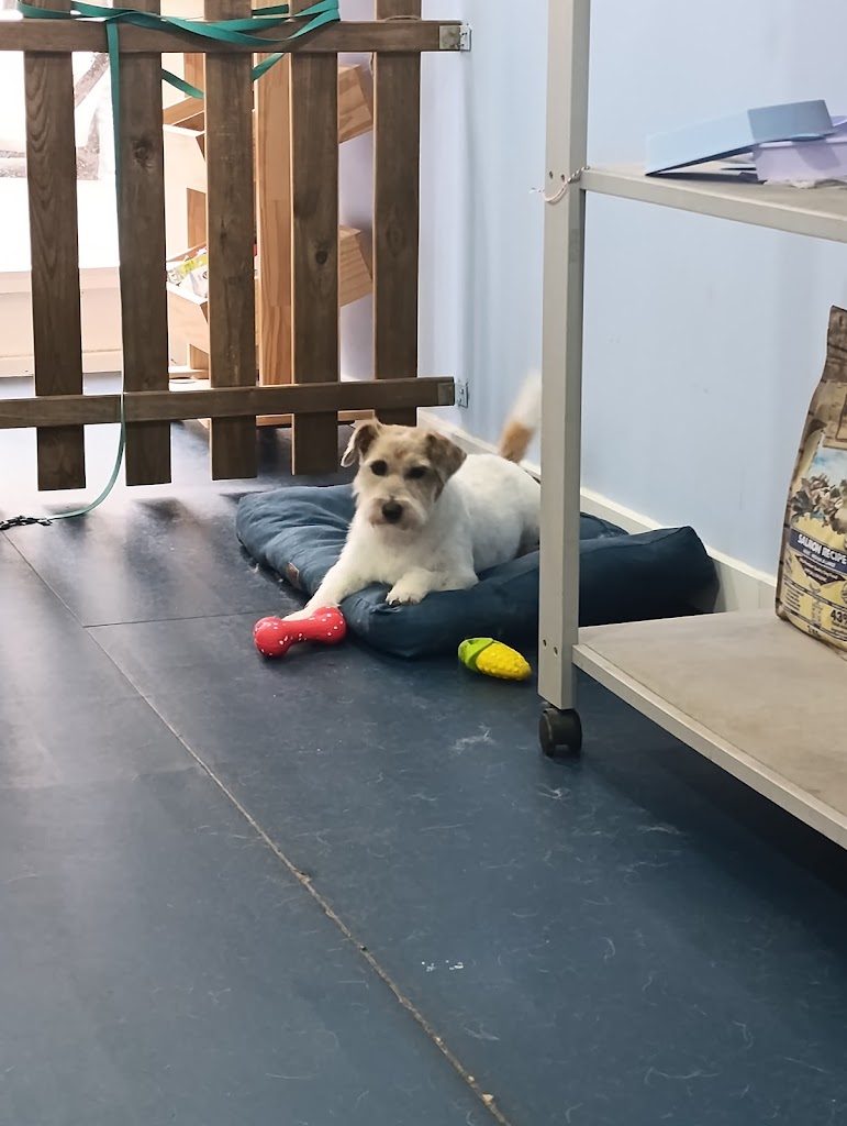 Limpiadog Buenavista. Peluqueria canina, Autolavado y tienda.