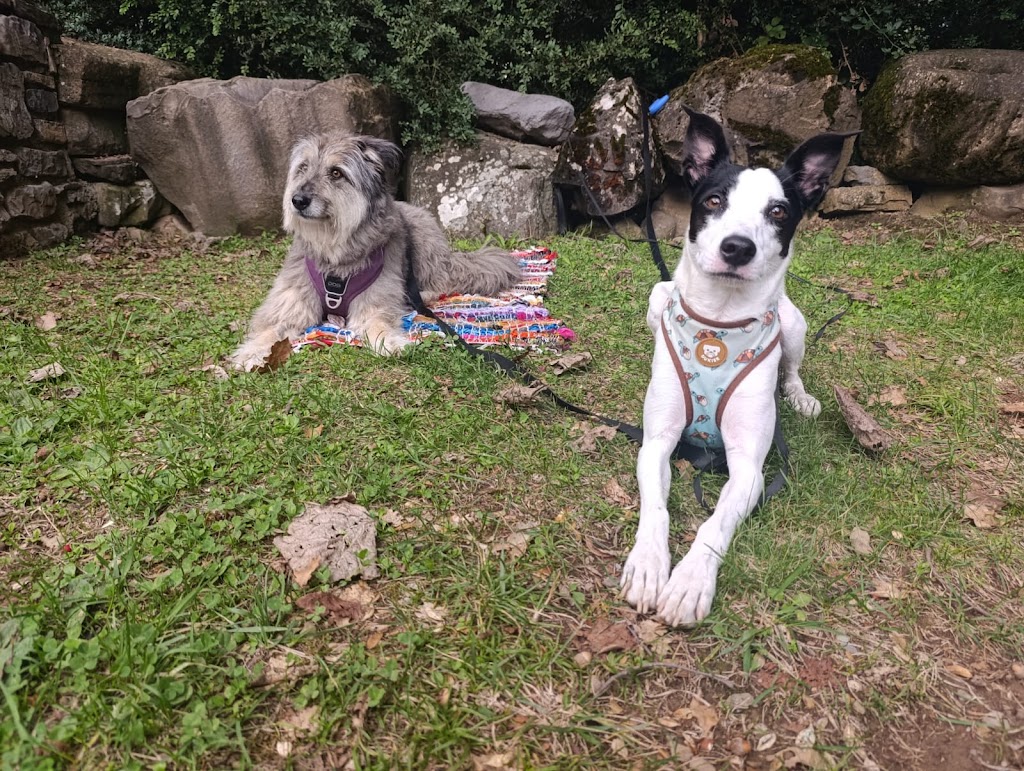 Ave Fenix Veterinaria — Perro