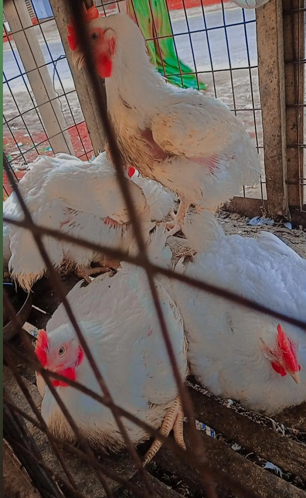 Maa Feed And Chicken Center