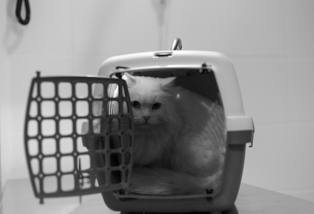 Clinica Veterinaria Perez Sintes — Gato