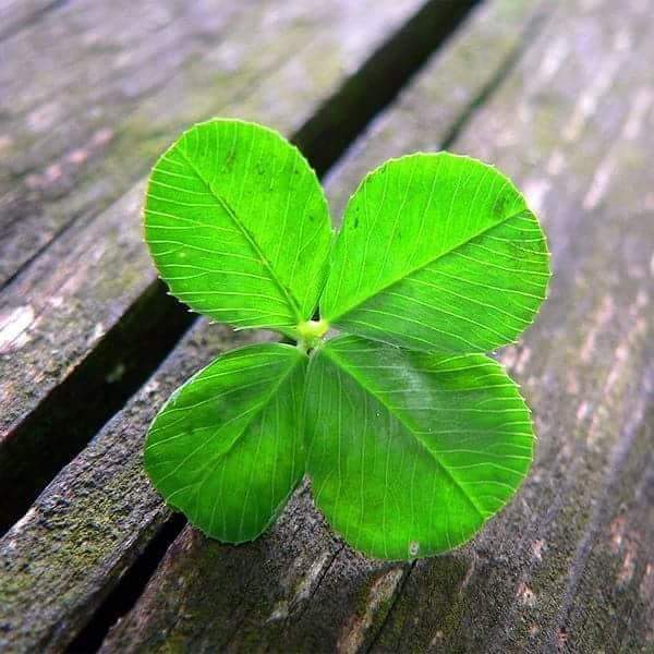 Laguna de Soto de las Juntas