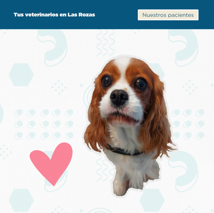 Clinica Veterinaria WECAN Las Rozas — Mas recientes