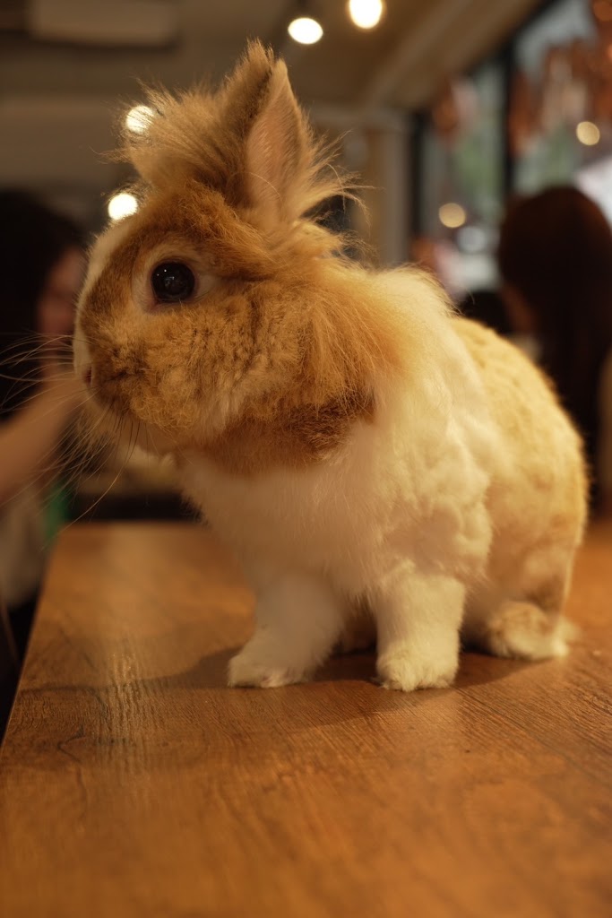 兔Dreams寵物餐廳-請讀粉專置頂文-互動每日二四七時 的照片
