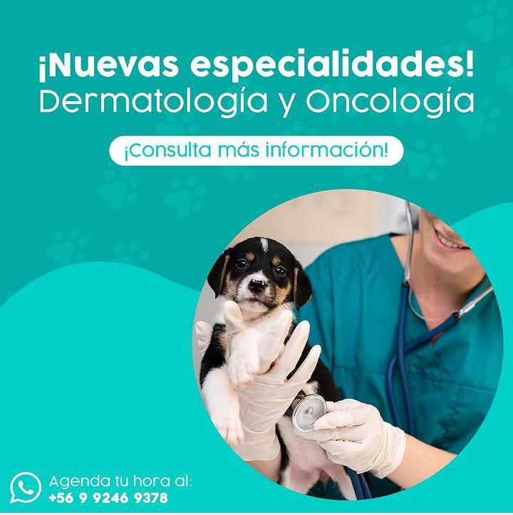 Perro
