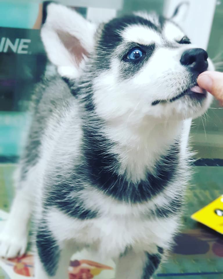 BICHO MALO - Centro Veterinario - — Del propietario