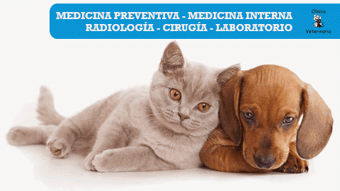 Clínica Veterinària Susana em Villarreal