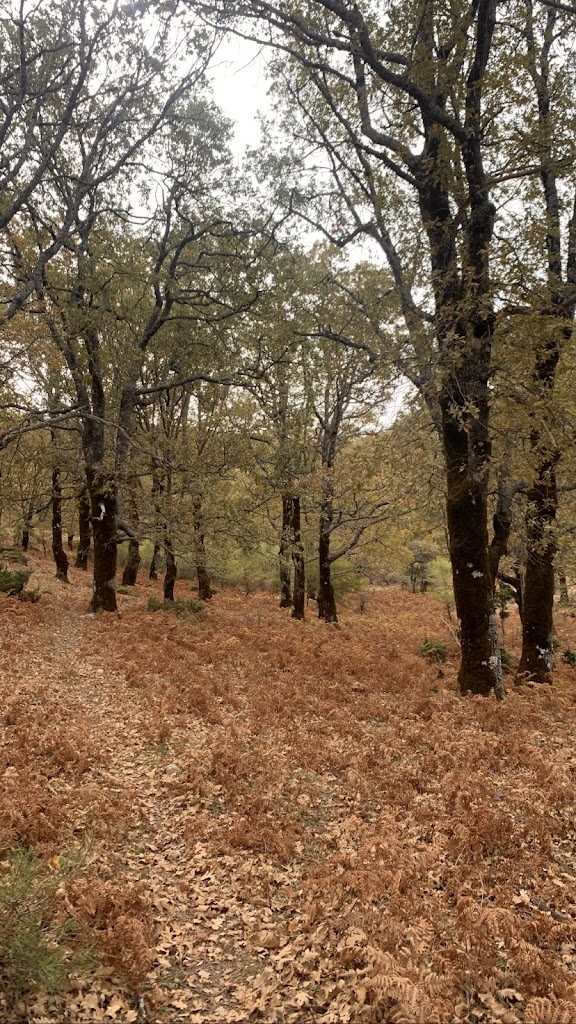 Torca de los Melojos