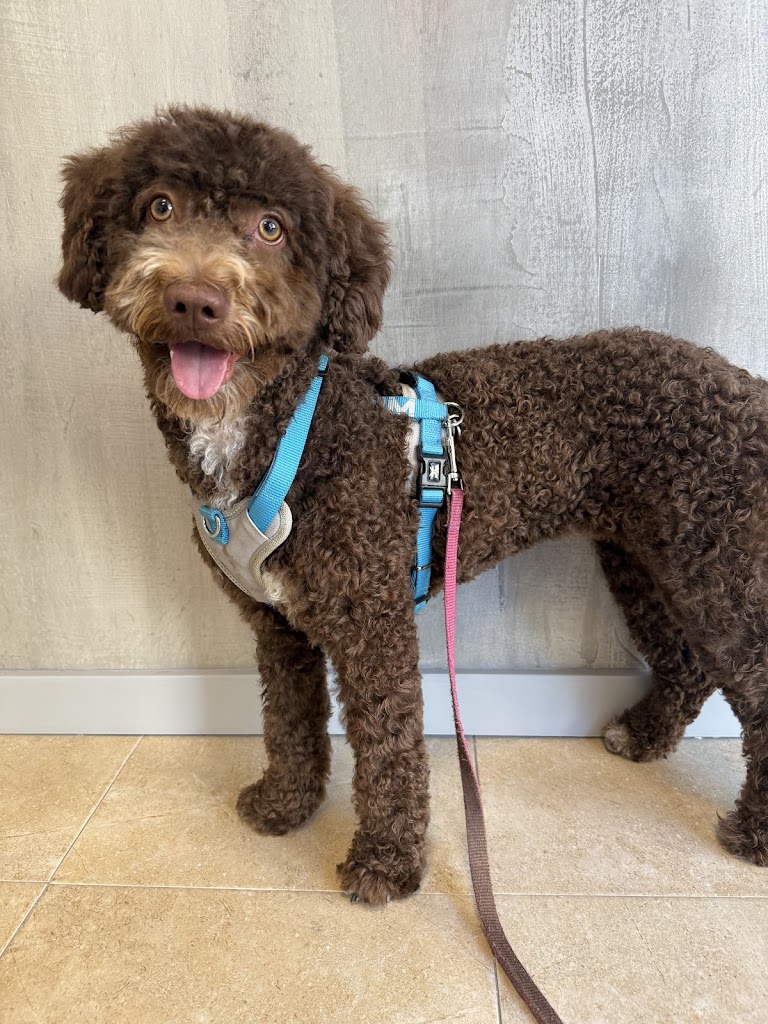 MUTXANIMALS CLINICA VETERINARIA — Perro