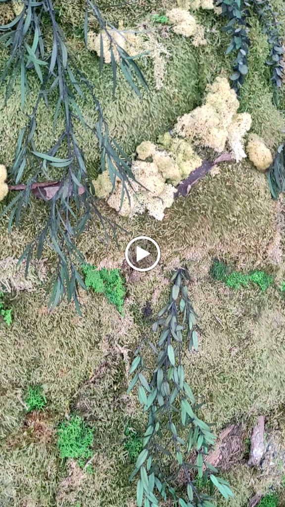 FICUS FOOD LAB & RESTAURANT — Videos