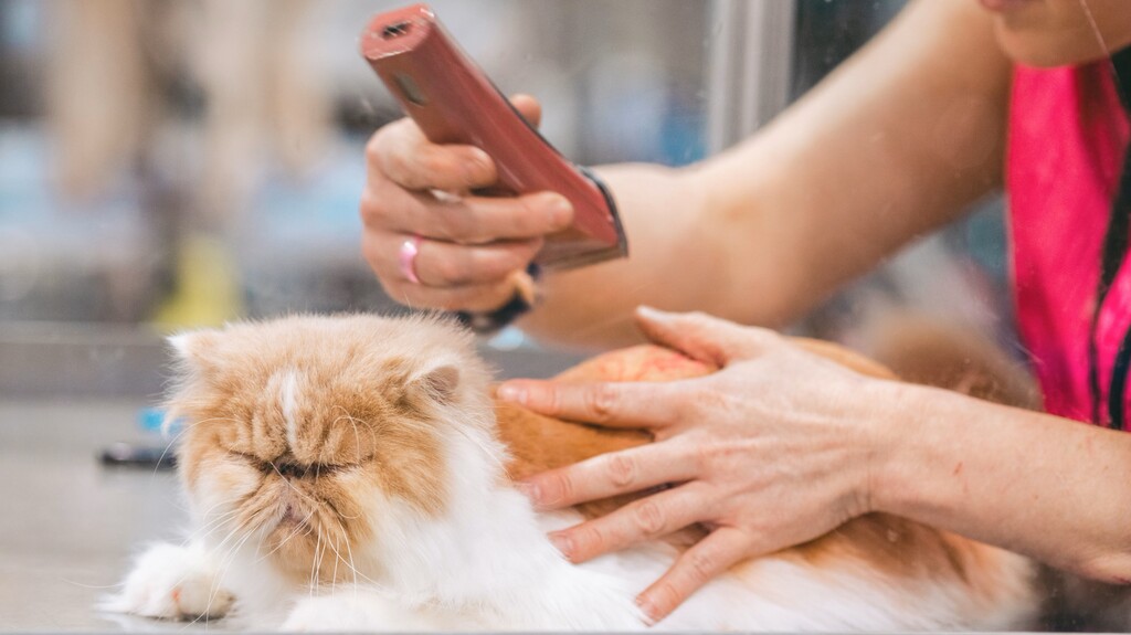 Fetch-It VIP Grooming in American Fork