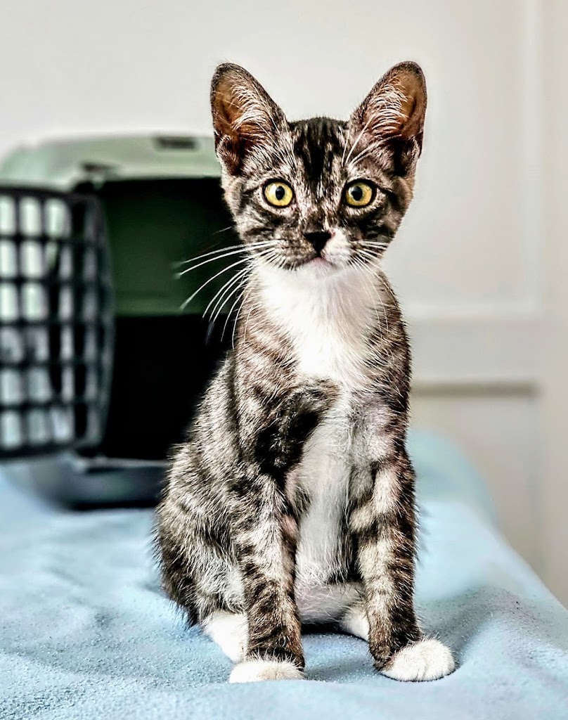Clinica Veterinaria Proxem — Gato