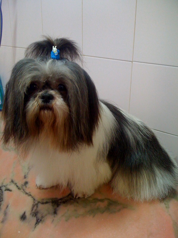 CENTRO VETERINARIO "SAN FRANCISCO" — Perro
