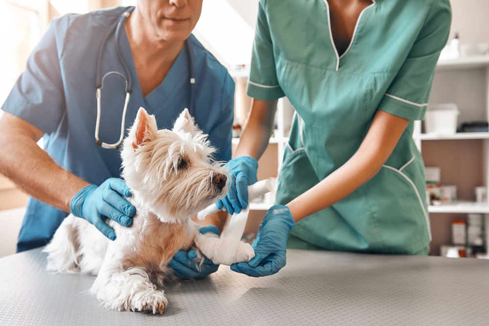 Centro Clinico Veterinario Ansoain — Del propietario