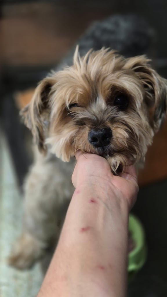 Clinica Veterinaria Ponton — Perro