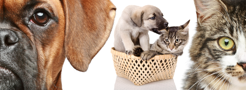 Clinica Veterinaria Tarik