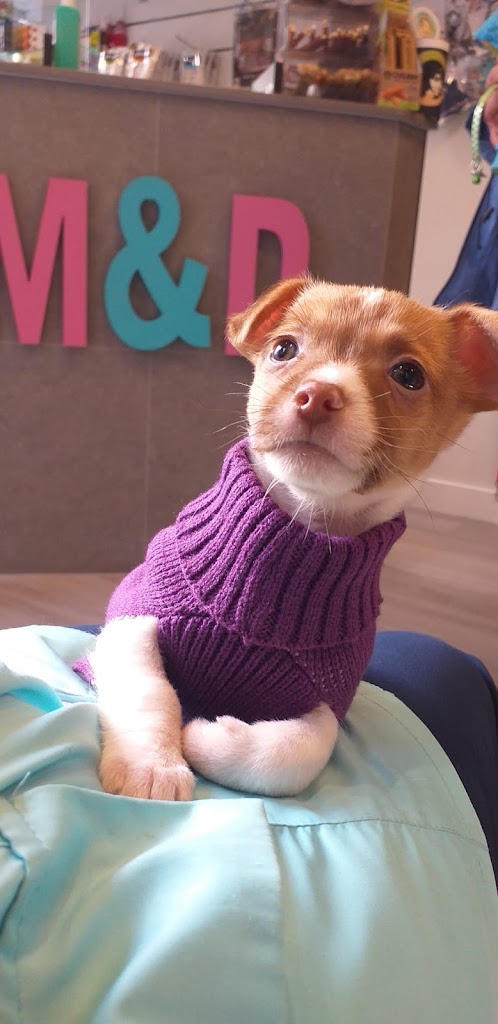 Clinica Veterinaria M&D — Del propietario
