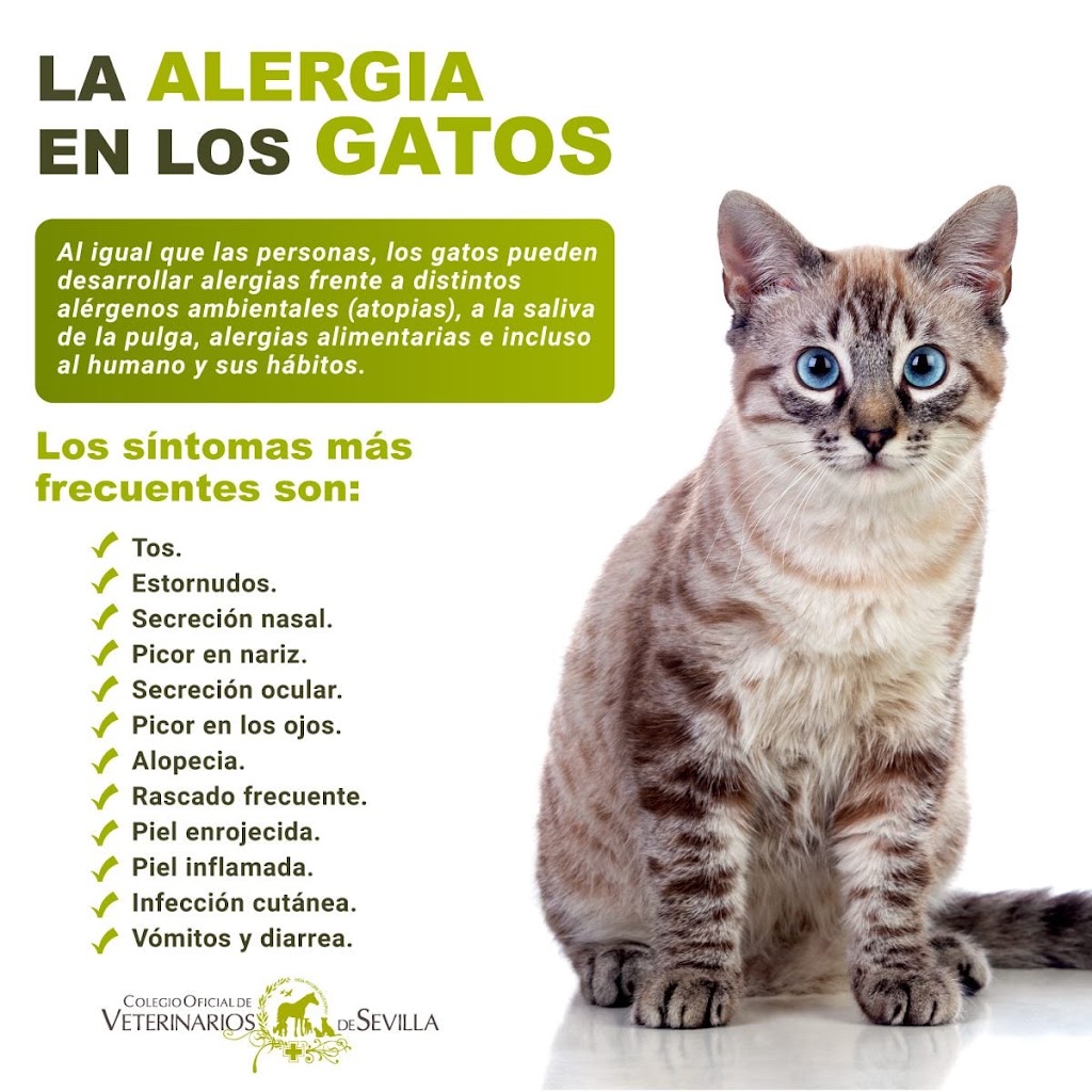 Centro Veterinario Kenia — Gato
