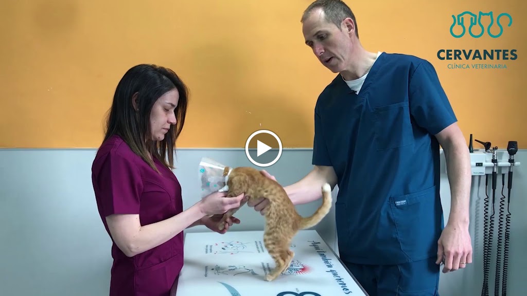 Clinica Veterinaria Cervantes — Del propietario