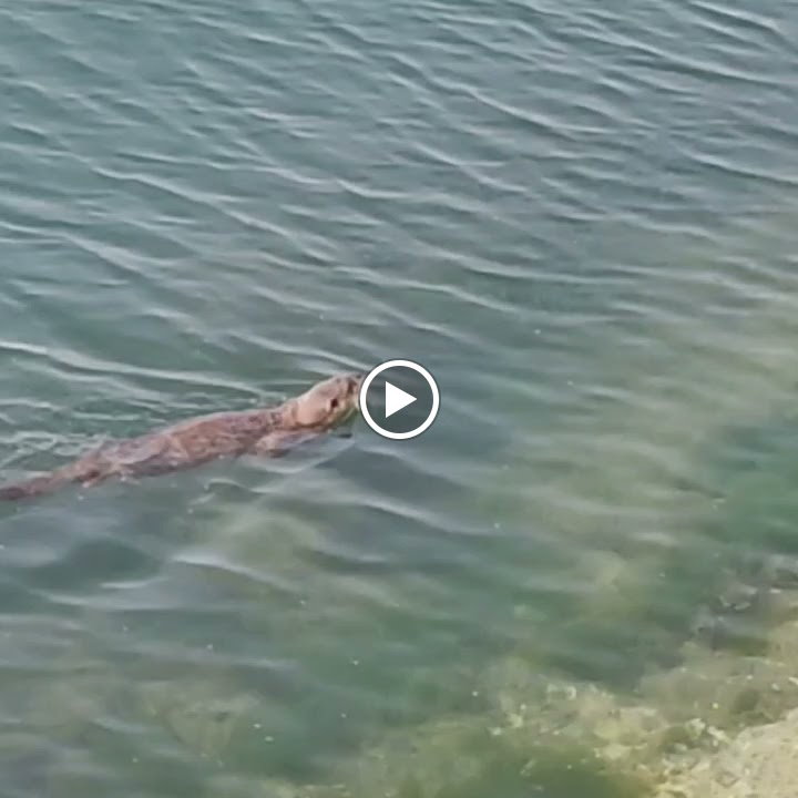 A Cantina Do Nautico — Videos