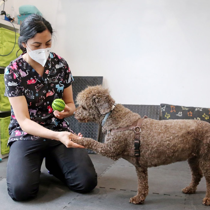 Carmen Ceres, Veterinaria Especialista en Fisioterapia y Rehabilitacion para Perros y Gatos — Perro