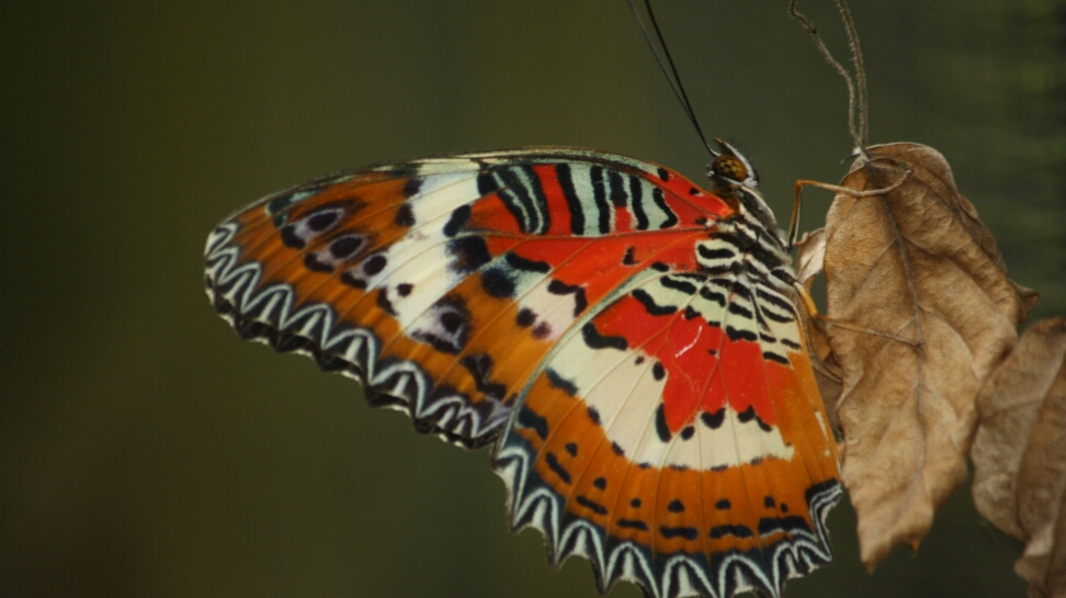 Taman Kupu-kupu Gita Persada