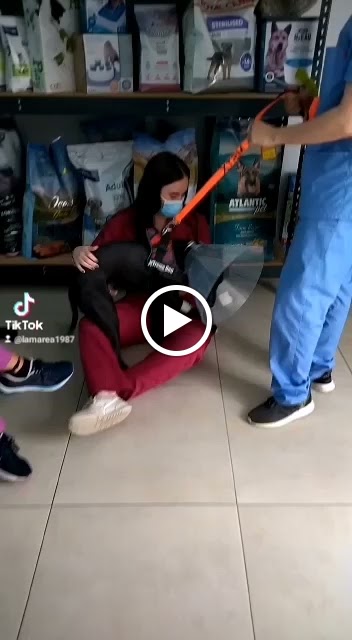 Clinica veterinaria VETCLINIC VETERINARIOS — Videos
