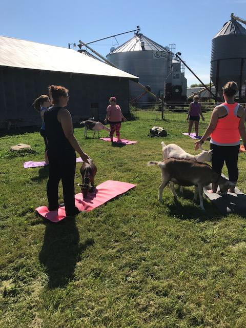  Have Ya Herd Goat Yoga & Corn Maze