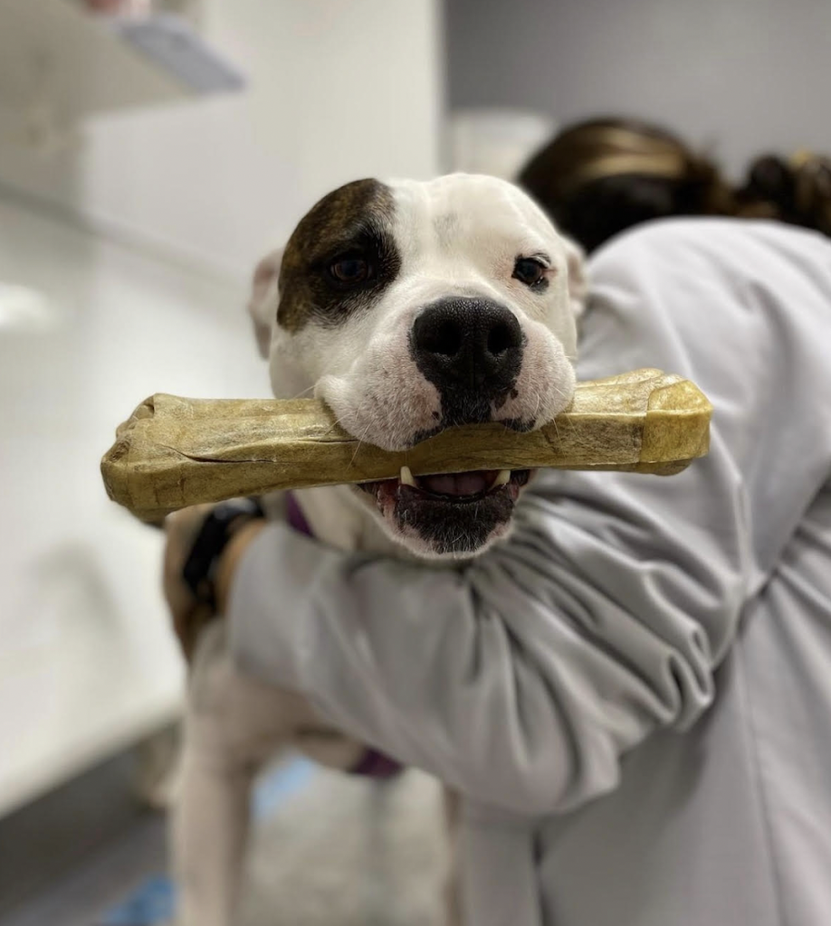 Centro Veterinario El Castell