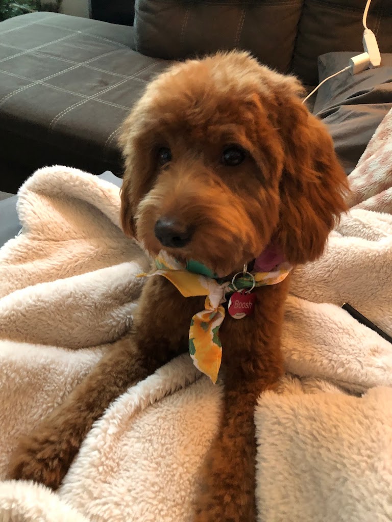 Dog