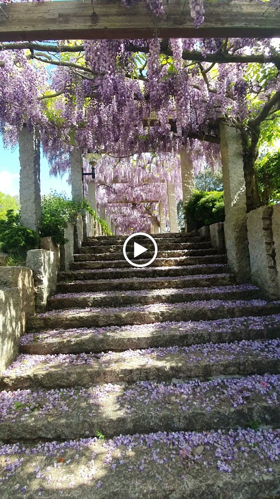 Lavado Santa Cristina — Videos