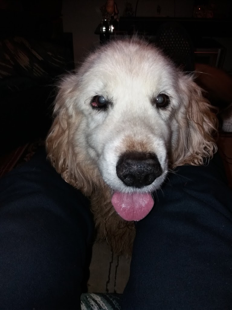 Perro
