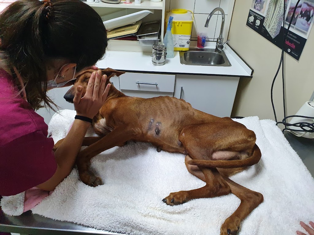Medivet 24 Horas San Antonio en Santa Cruz de Tenerife