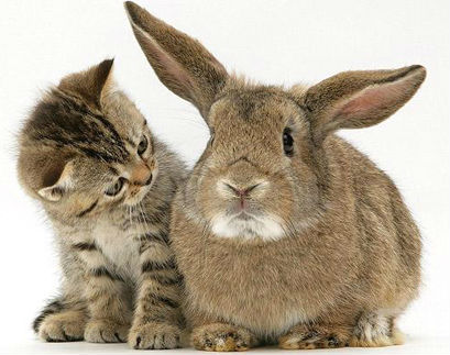 Centre Veterinari Verdaguer — Del propietario
