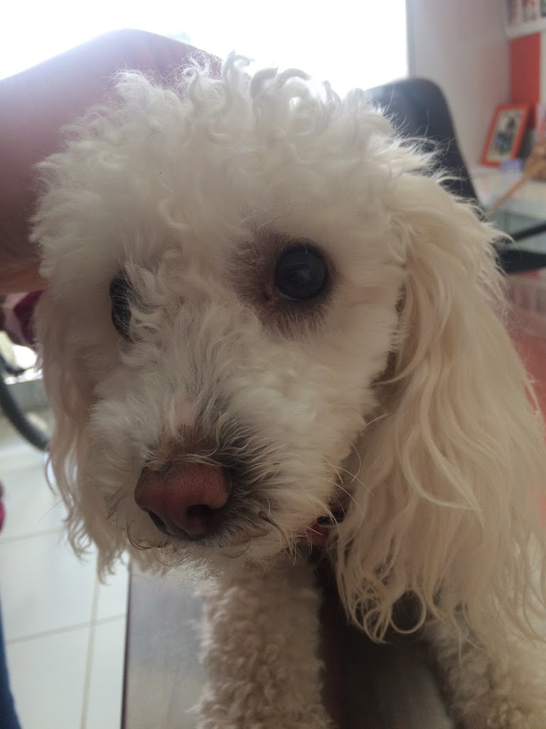 Perro