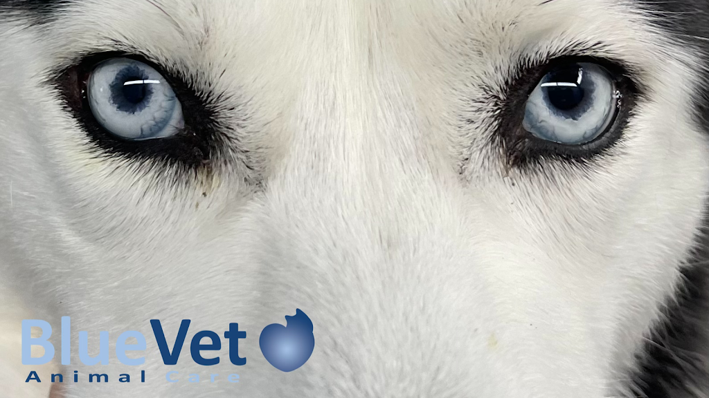 BlueVet Veterinario Villanueva de la Canada