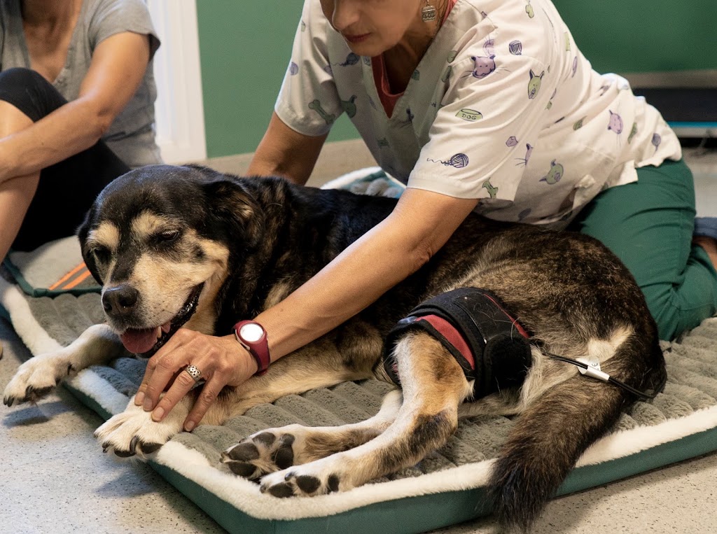 DHARMAVET Fisioterapia y Rehabilitacion Animal — Perro