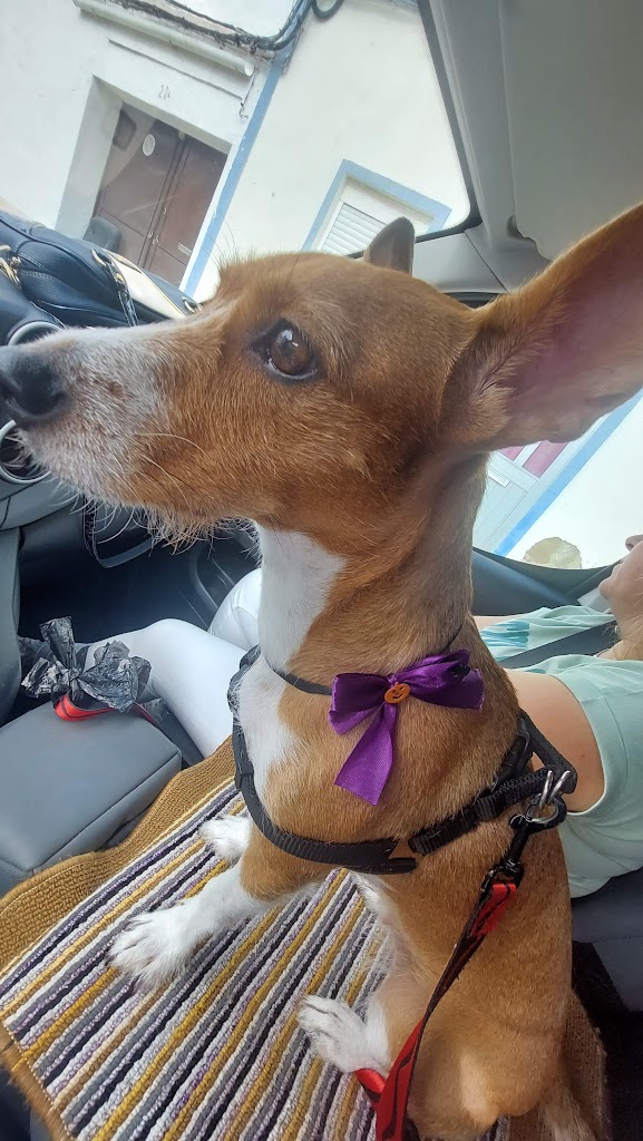 Cachorro