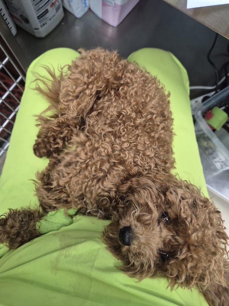 Clinica Veterinaria Calahorra — Perro