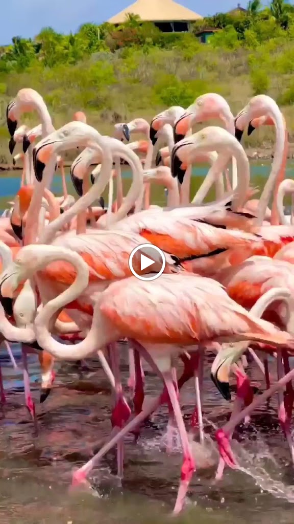 Videos